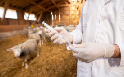 Chez les animaux aussi, les antibiotiques ne sont pas automatiques !
