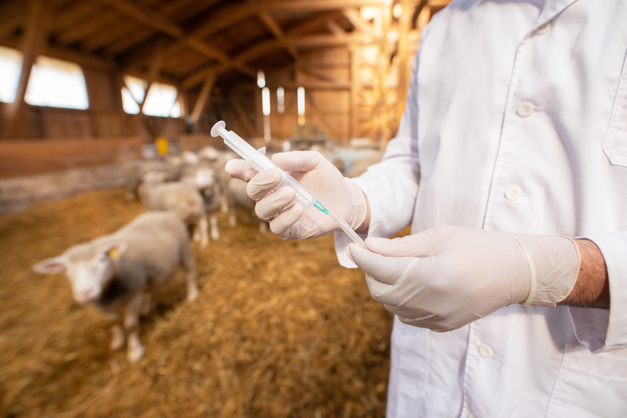 Veterinarian for cattle and livestock. antibiotique élevage
