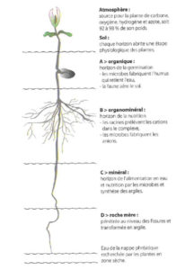 Les zones d'alimentation des plantes