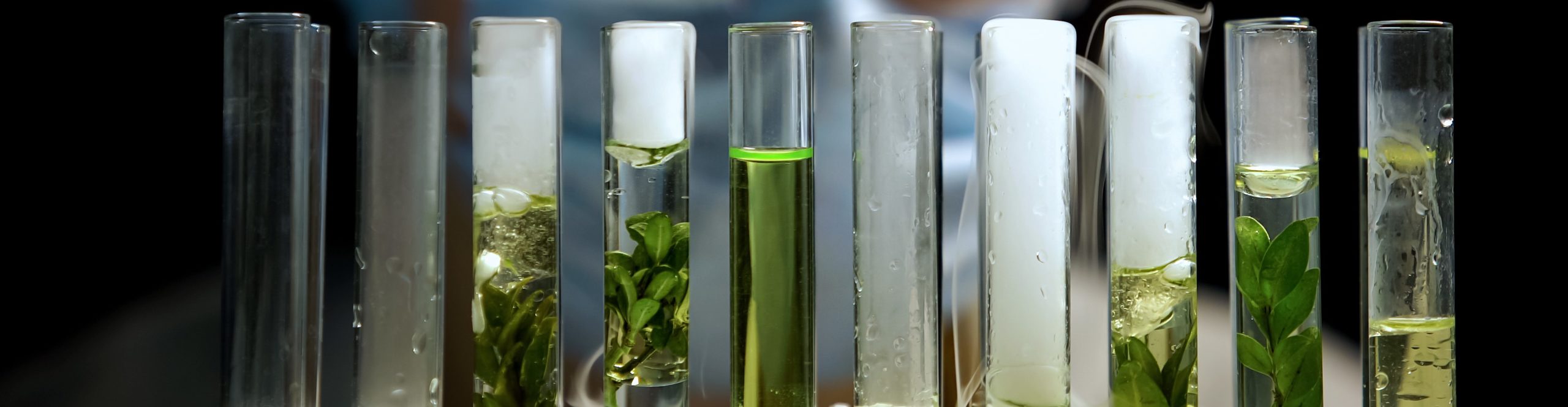 Chemist checking reaction in tubes with plants, alternative fuel development Joséphine Peigné