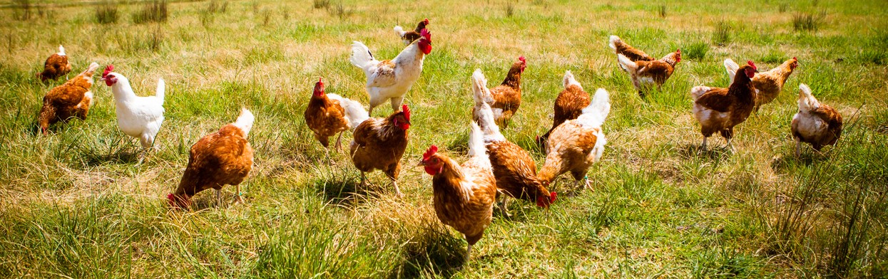 Chickens In A Field poules élevées en plein air