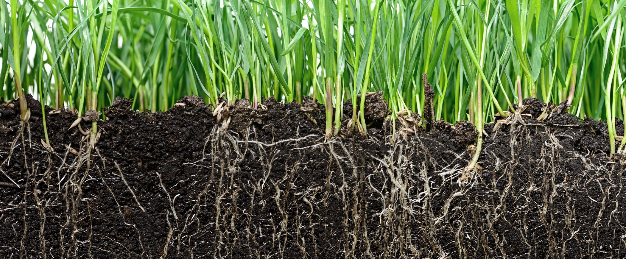 grass with roots and soil terre sol vivant racine service environnemental