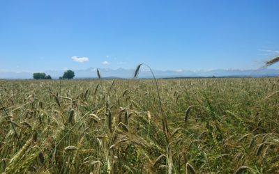 Variétés de blés anciens : variétés du futur ?