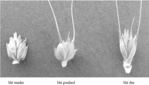 Epillet du blé poulard comparé à d’autres espèces de blé (Marc, 2010)