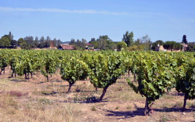 Les vins pétillent dans le Sud-Ouest : produit du terroir, raconte-moi ton histoire