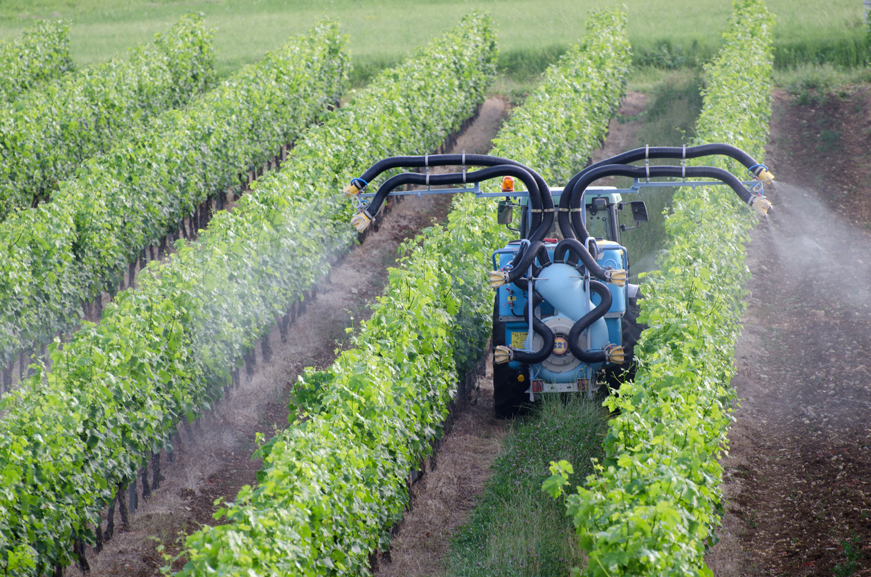 Spraying of grapevines jarres Ambaris Reine Abi Khalil