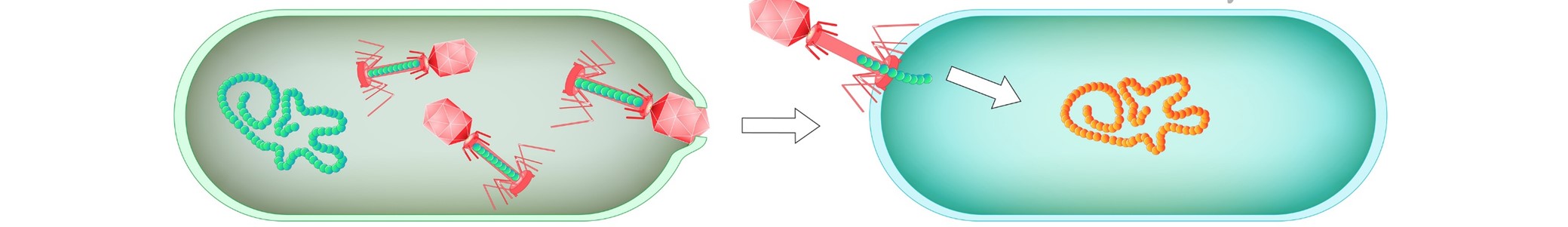 Transduction du gène. Sources : iStock - Crédits : ttsz.