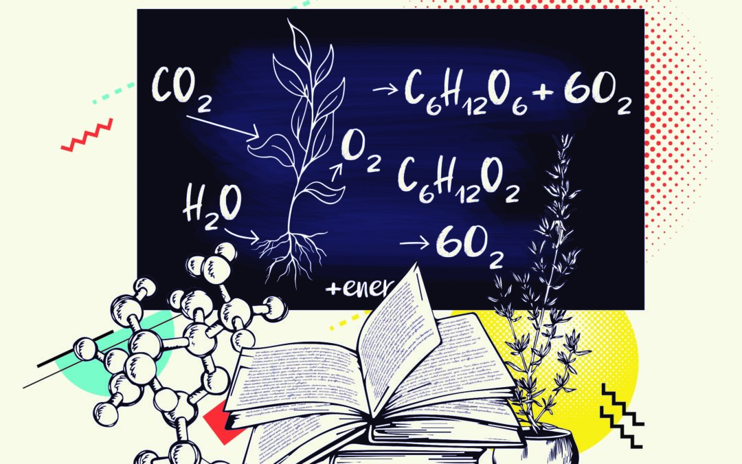 La recette traditionnelle de la photosynthèse par Mamie plante verte