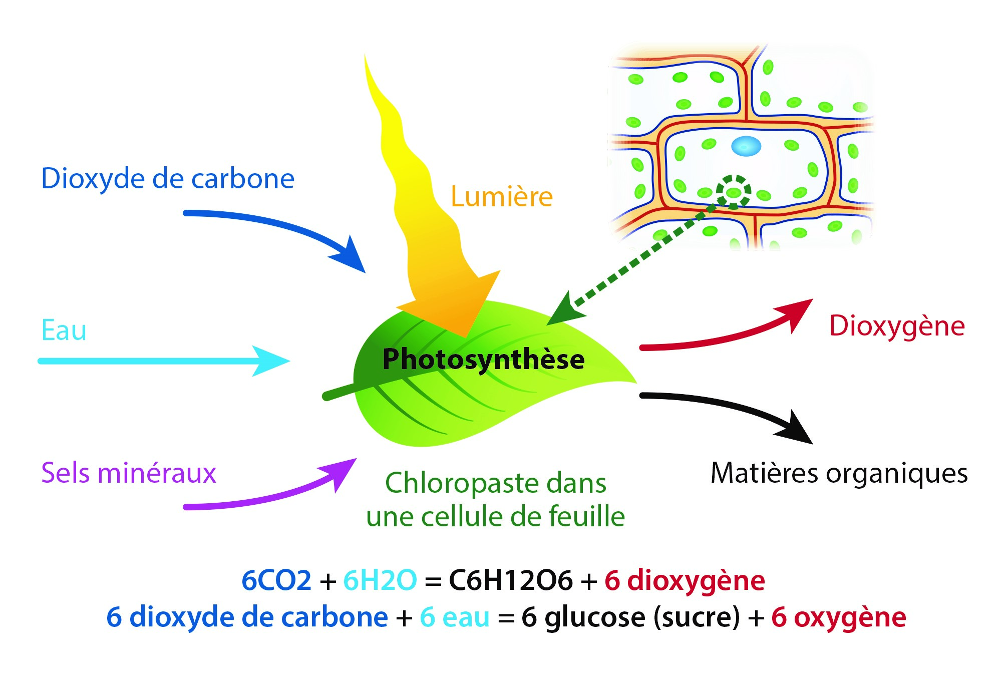 Schéma de la photosynthèse