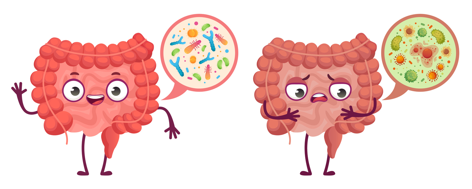 Intestinal microflora. Digestive system care, intestinal bacterias and probiotics cartoon vector illustration Métaleurop Nord