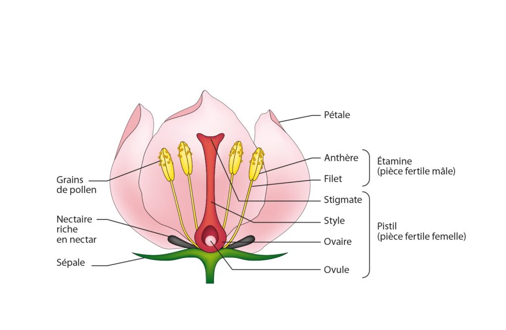 schéma fleur © France Agro 3