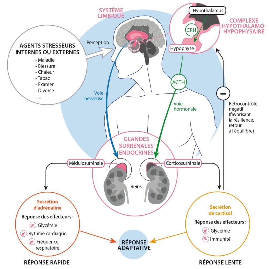 Mécanismes du stress © France Agro 3